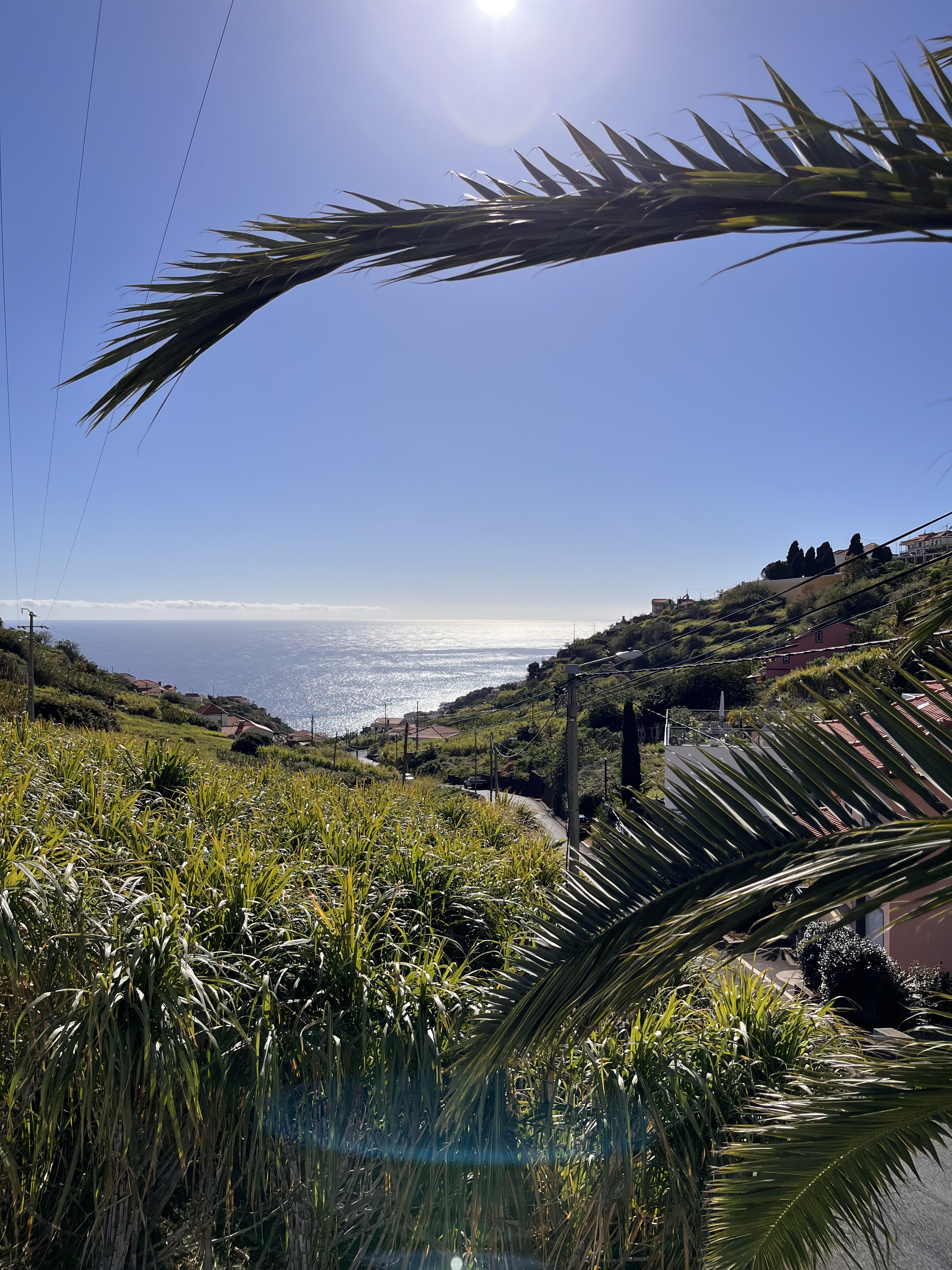 Palm Trees
